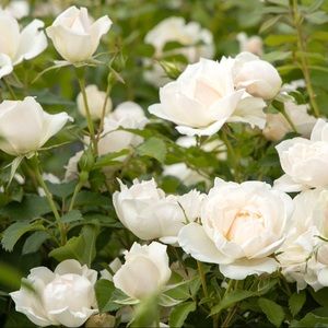 Meet your Posher, Katy